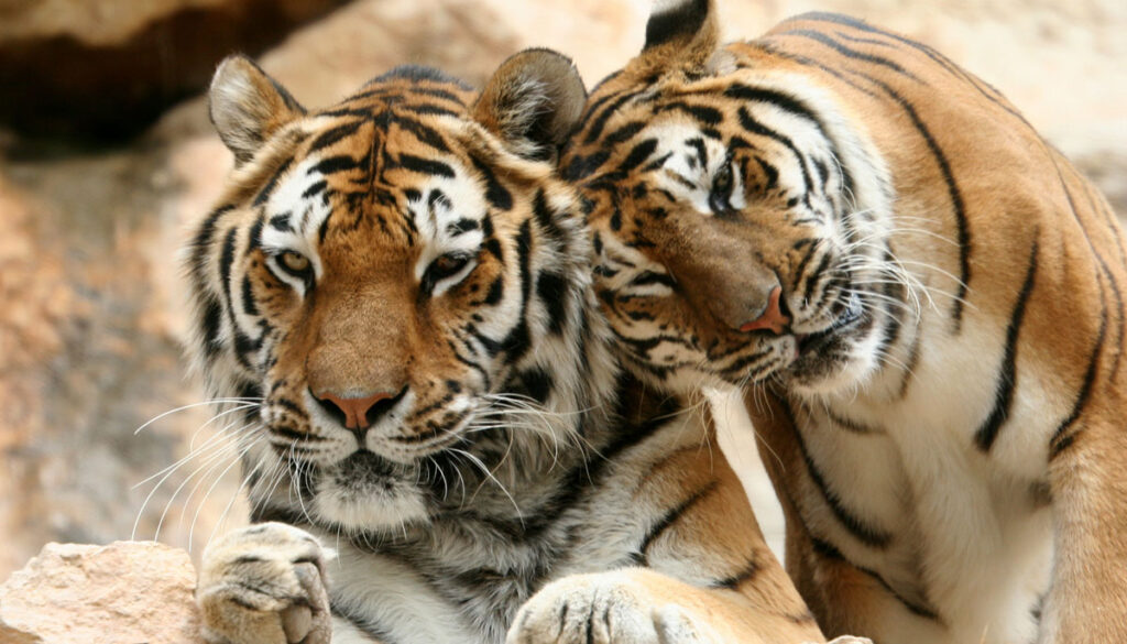Tigres au Zoo de la Barben